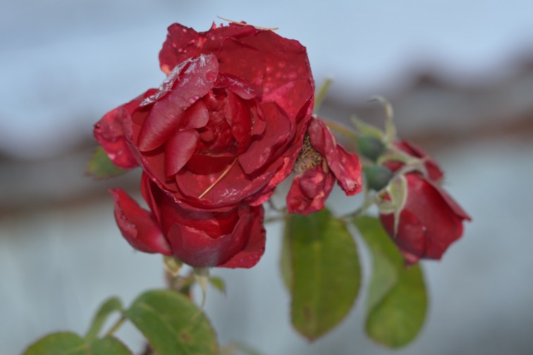 Frossen rød rose