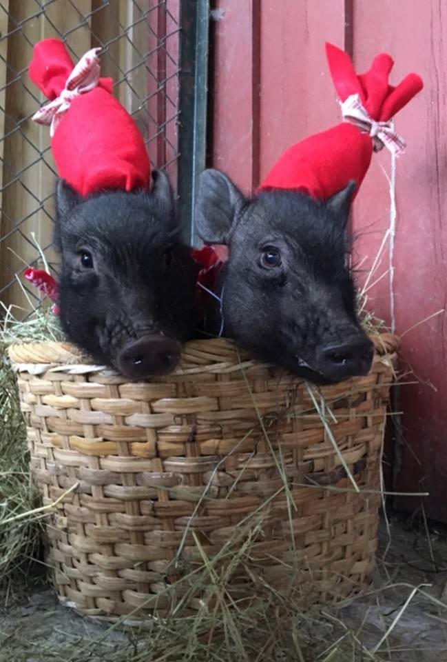 grisene i Andersrød barnehage julemarked
