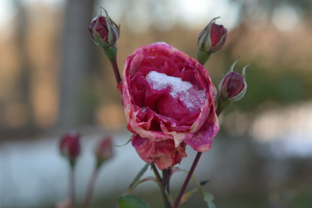 Roser i vinterfrosten